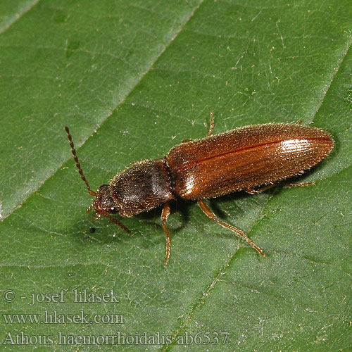 Athous haemorrhoidalis ab6537