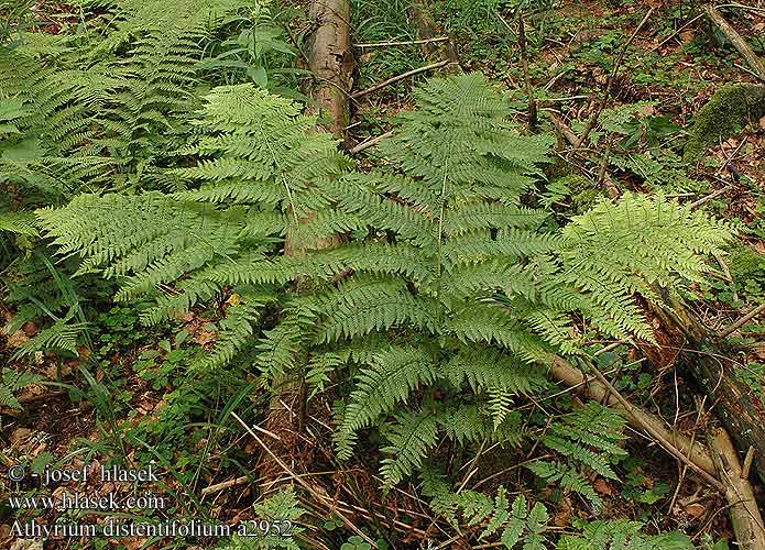 Athyrium distentifolium Papratka horská Gebirgs-Frauenfarn