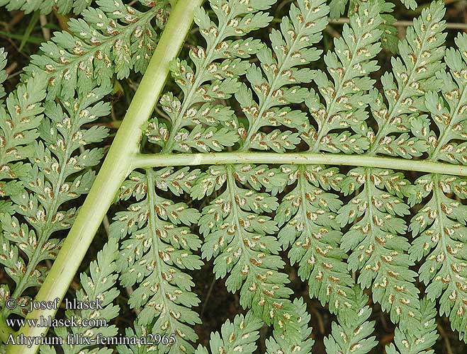 Alpine Lady-fern Wietlica alpejska Athyrium Alpes Tunturihiirenporras