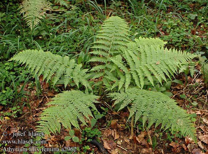 Athyrium filix-femina