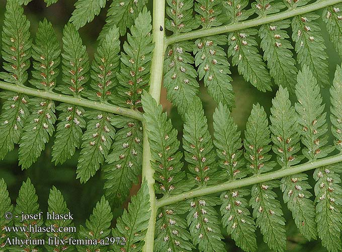 Athyrium filix-femina