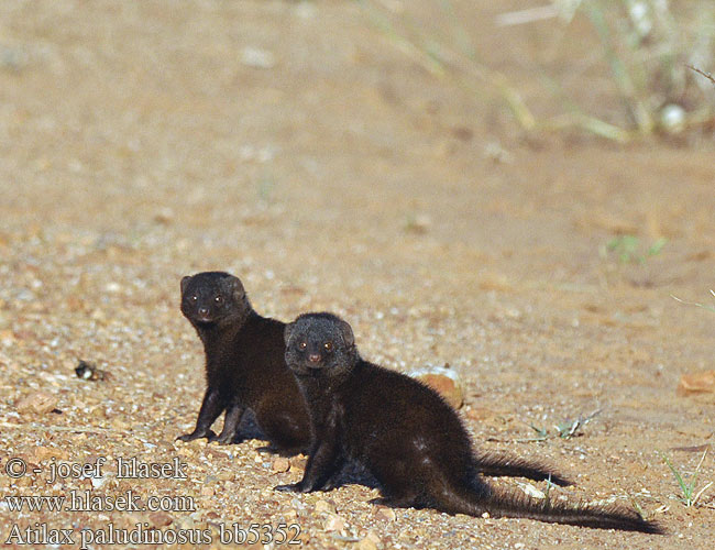 Atilax paludinosus Marsh mongoose Water Promyka bažinná