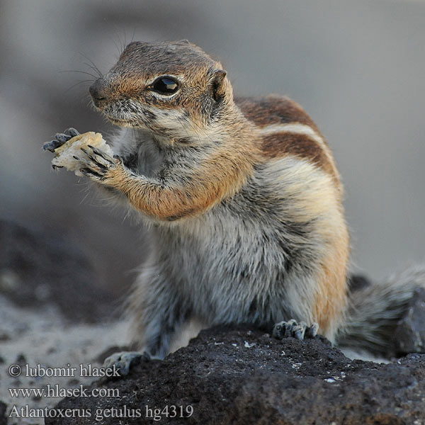 Atlantoxerus getulus Barbary ground squirrel