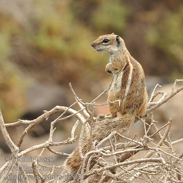 Atlantoxerus getulus Barbary ground squirrel