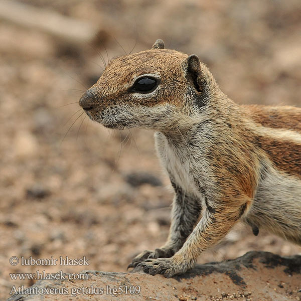 Atlantoxerus getulus Ardilla moruna 旱地松鼠屬