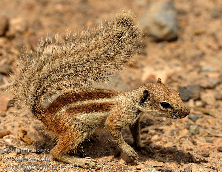 Ardilla moruna Atlantoxerus getulus