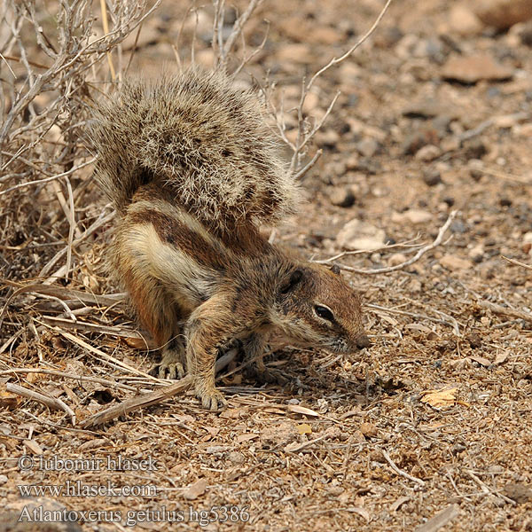 Barbary ground squirrel Atlantoxerus getulus