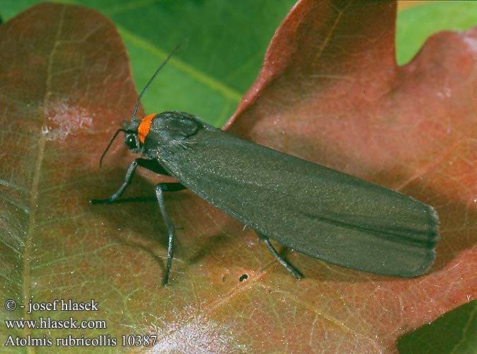 Atolmis rubricollis Red-necked Footman Blodnakke