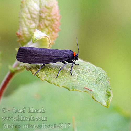 Atolmis rubricollis Red-necked Footman Blodnakke Nokisiipi Zwart Beertje