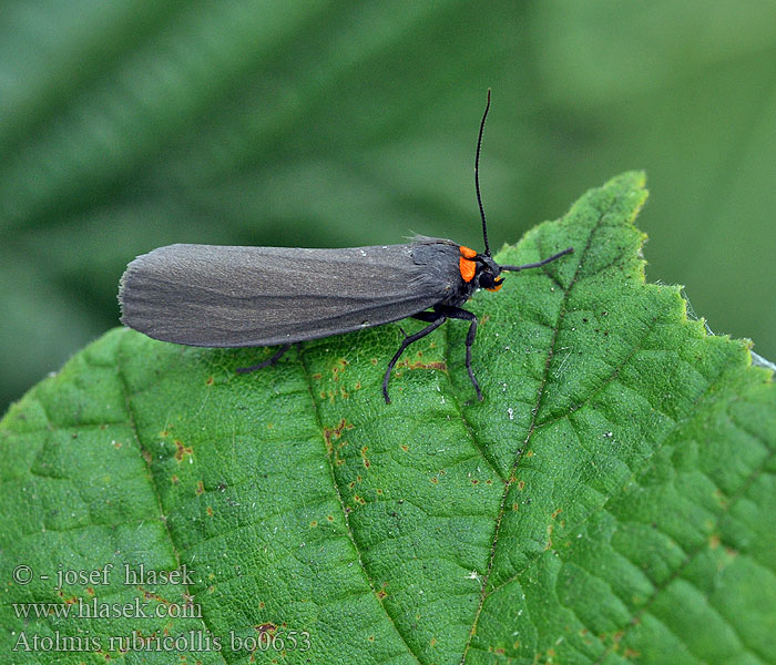 Atolmis rubricollis Red-necked Footman Blodnakke