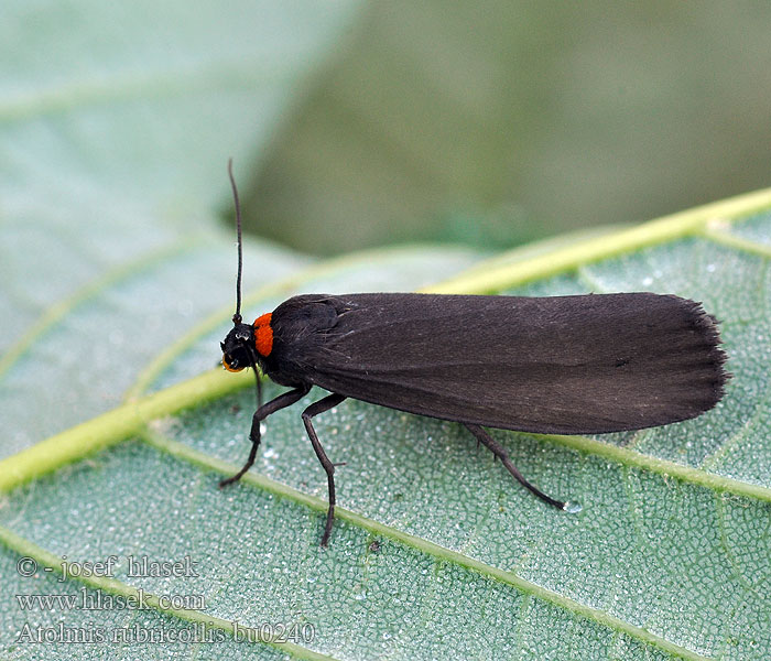 Atolmis rubricollis Red-necked Footman Blodnakke Nokisiipi