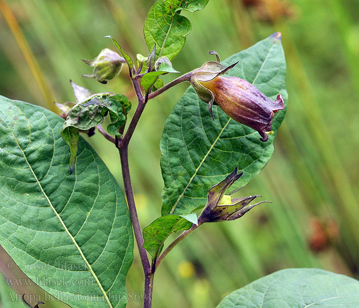 Rulík zlomocný Belladona belladonna bella donna