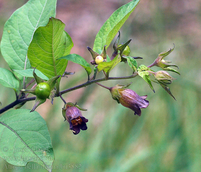 Atropa bella-donna Belladonna