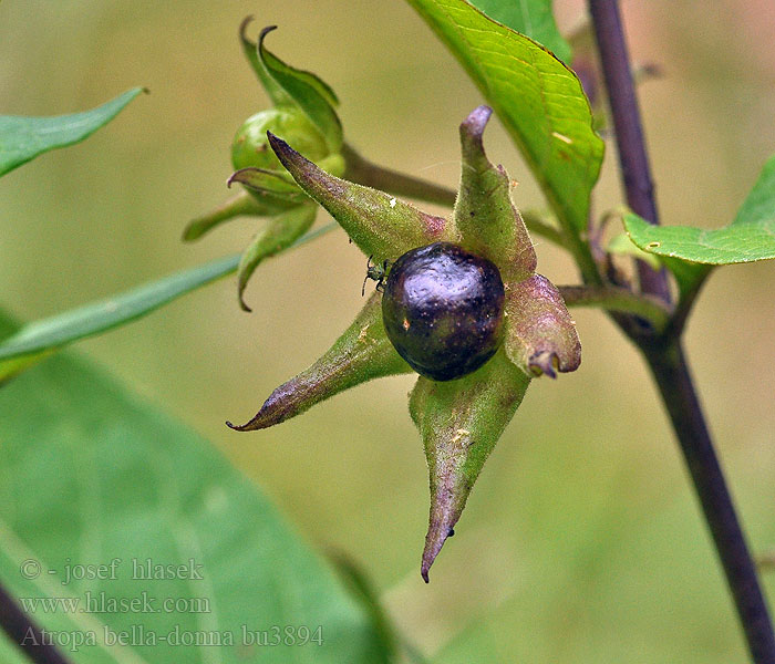 Atropa bella-donna Tabacco selvatico