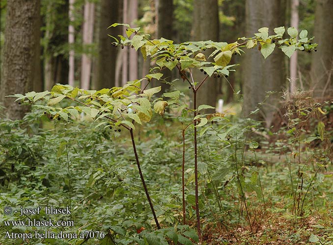 Atropa bella donna Belladonna Galnebar Myrkyllist belladonnaa