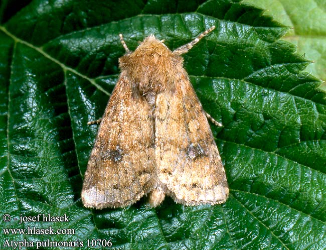 Atypha pulmonaris