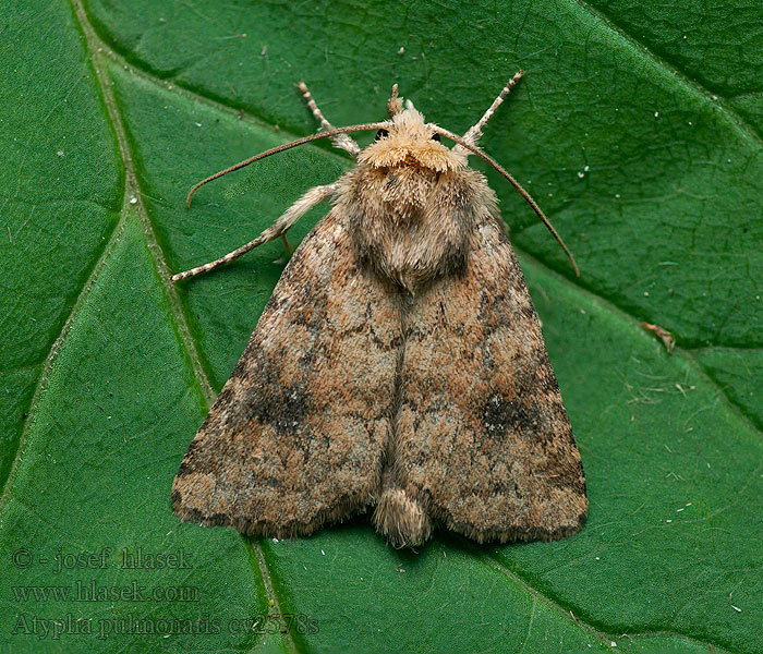 Lungenkrauteule Blýskavka plicníková Atypha pulmonaris