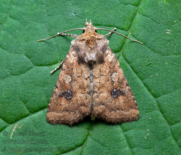 Atypha pulmonaris Lungenkrauteule Blýskavka plicníková