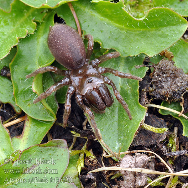 Atypus affinis Purseweb spider Purse web Tölgyestorzpók
