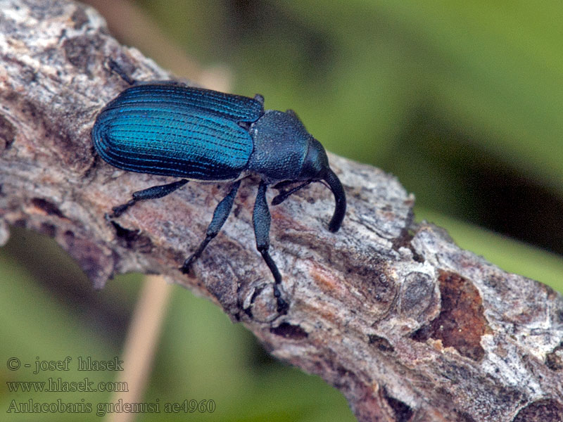 Aulacobaris gudenusi