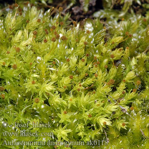 Bud-headed Groove-moss Kugle-Filtmos Nuppihuopasammal