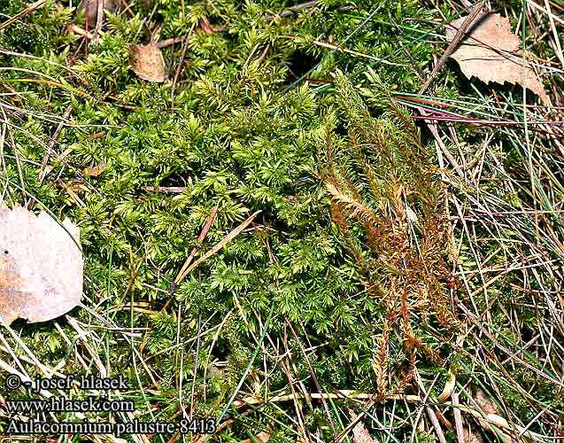Aulacomnium palustre Ribbed Bog Moss Beskrivelse Mossen