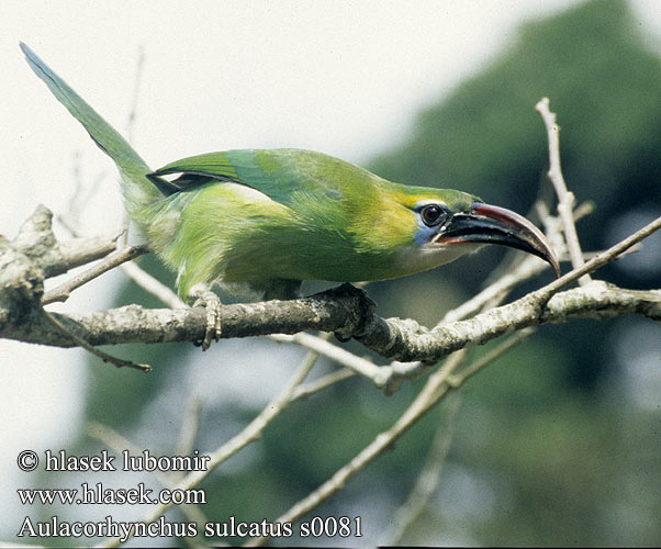 Aulacorhynchus sulcatus s0081