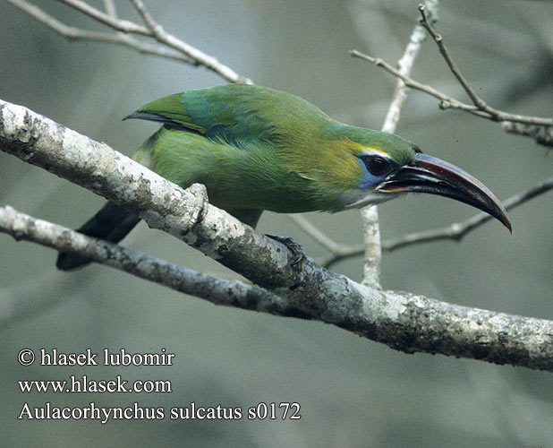 Tucancito Verde Pico frasco esmeralda Vihertukaani