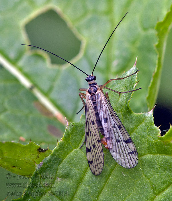 Aulops alpina