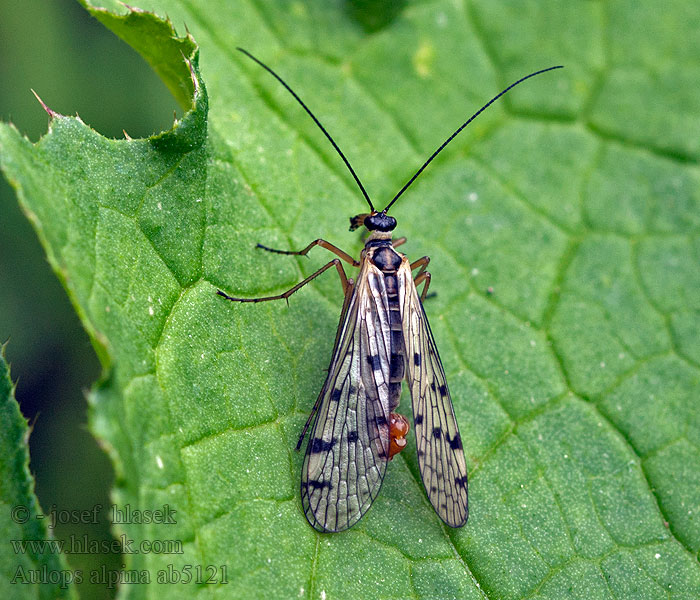 Aulops alpina Panorpa Srpice sněžná