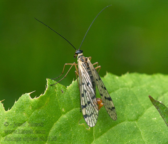 Aulops alpina Panorpa Srpice sněžná Alpen-Skorpionsfliege