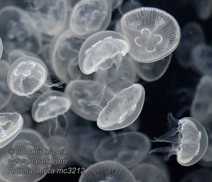 Ohrenqualle Chełbia modra Ушастая аурелия Aurelia aurita