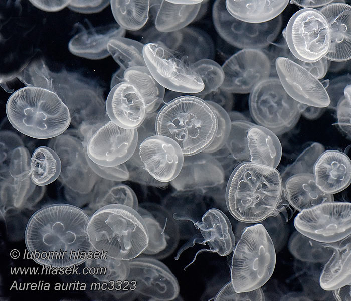 Common Moon jellyfish Fülesmedúza Aurelia aurita