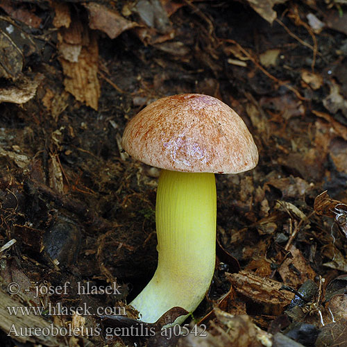 Aureoboletus gentilis Pulveroboletus Hřib pružný