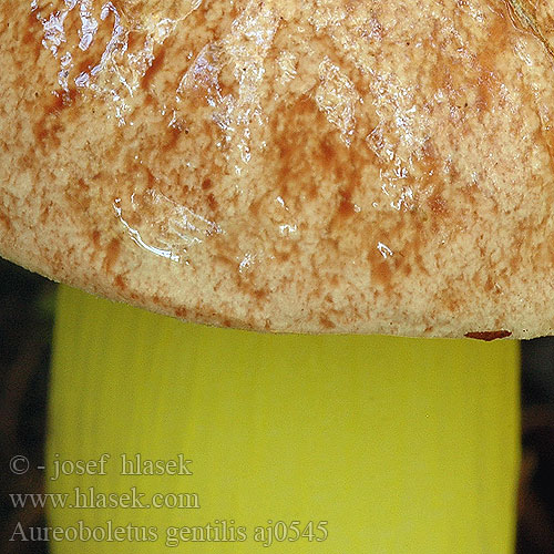 Aureoboletus gentilis Hřib pružný Gilded Bolete