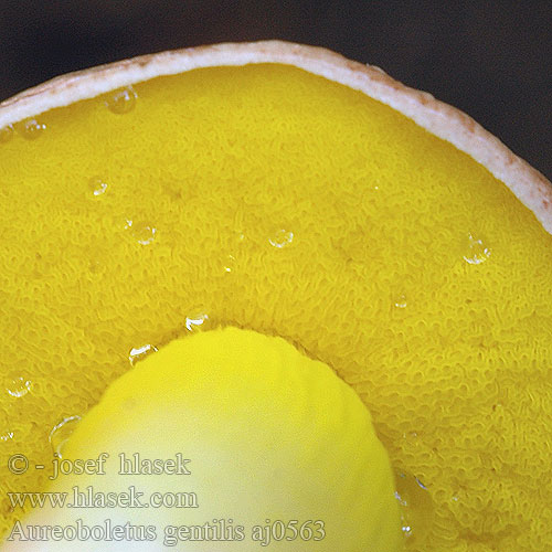 Aureoboletus gentilis aj0563