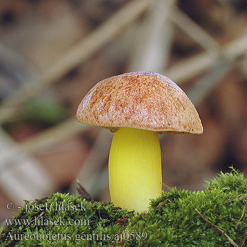 Aureoboletus gentilis Aranybélésű tinóru