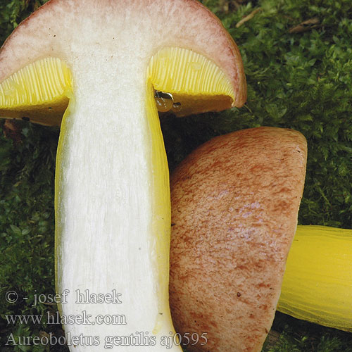 Aureoboletus gentilis Goldporiger Röhrling