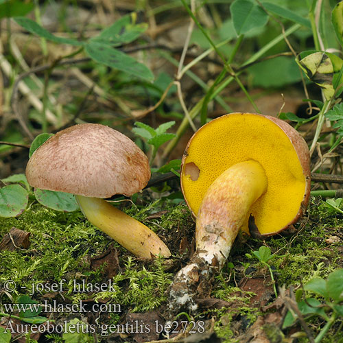 Aureoboletus gentilis be2728