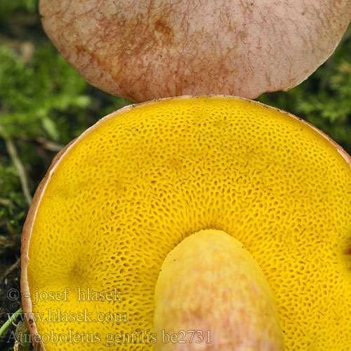 Hřib pružný Gilded Bolete Bolet cramoisi Lepljivi zlatopor