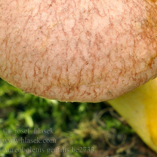 Aureoboletus gentilis be2733