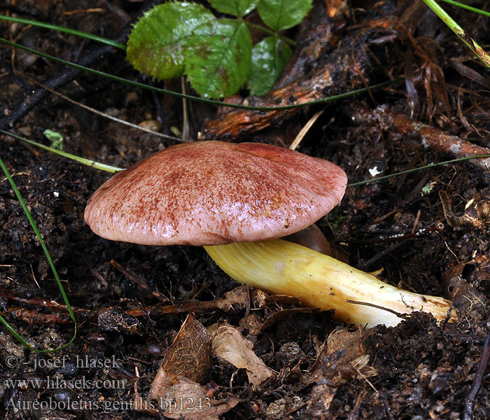 Aureoboletus gentilis Hřib pružný