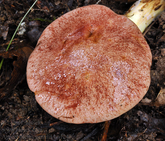 Aureoboletus gentilisb Gilded Bolete