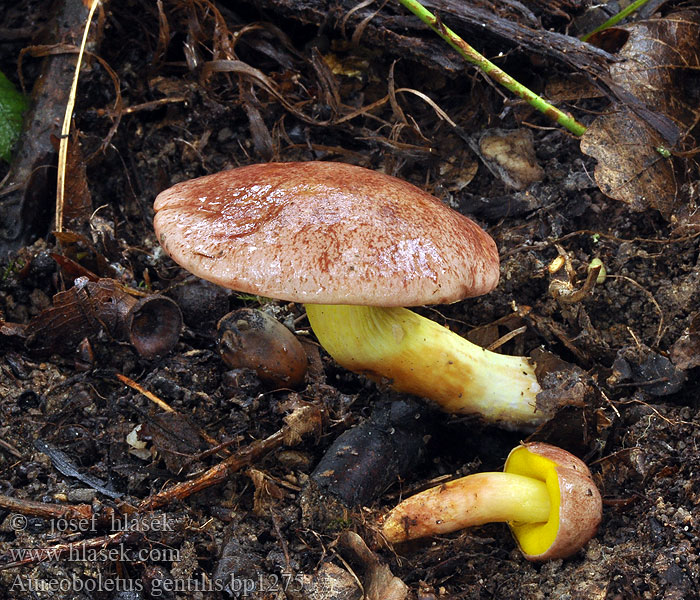 Aureoboletus gentilis Bolet cramoisi