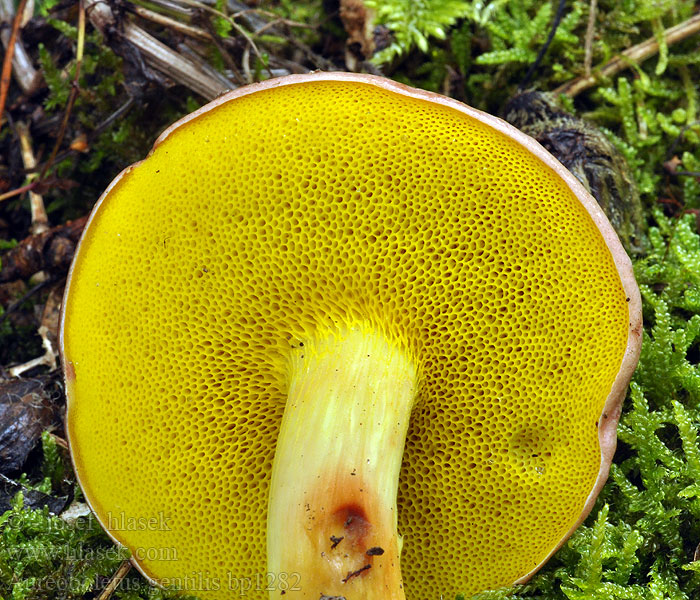 Aureoboletus gentilis Lepljivi zlatopor Kersrode boleet