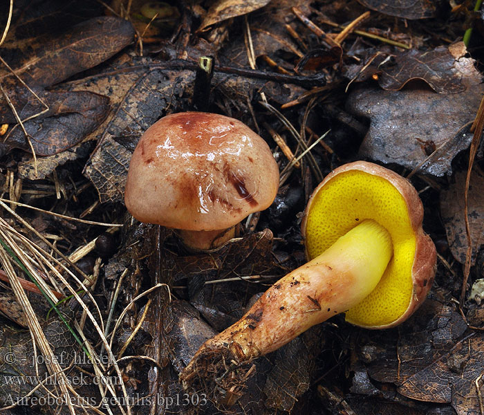 Aureoboletus gentilis Goldporiger Röhrling