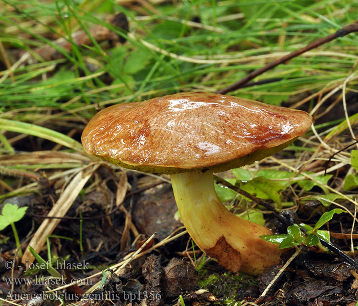 Aureoboletus gentilis Zlatohríb úhľadný Złotak złotopory