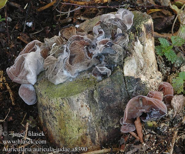 Auricularia auricula-judae Jew's Ears Ear Almindelig judasøre