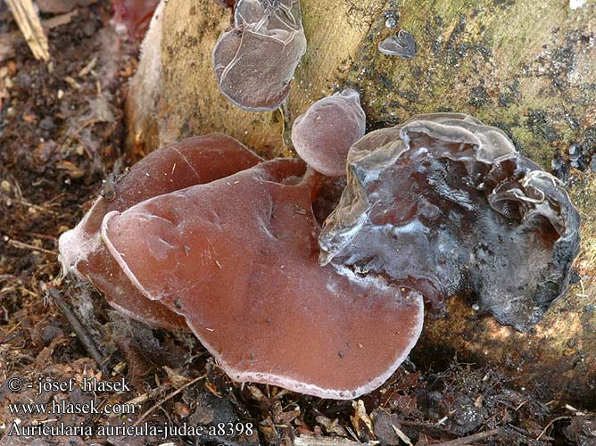 Auricularia auricula-judae a8398