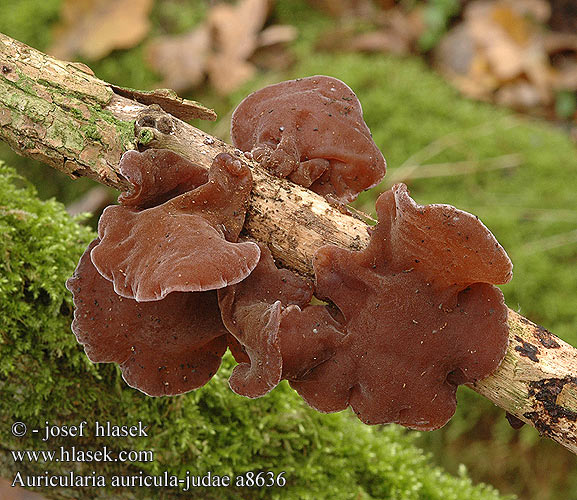 Auricularia auricula-judae a8636